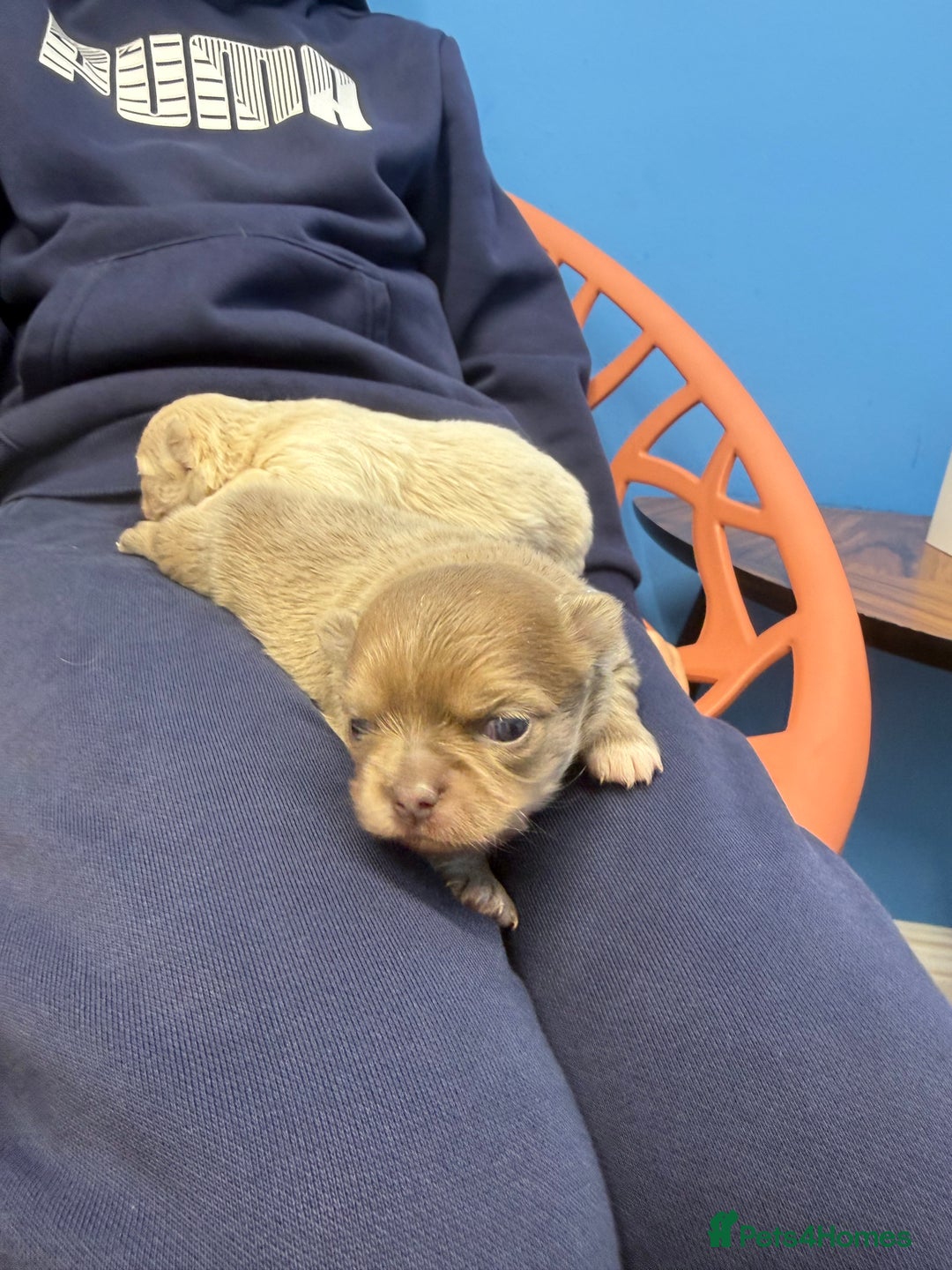 Chihuahua dogs for sale: Chihuahua puppies  - Image 14