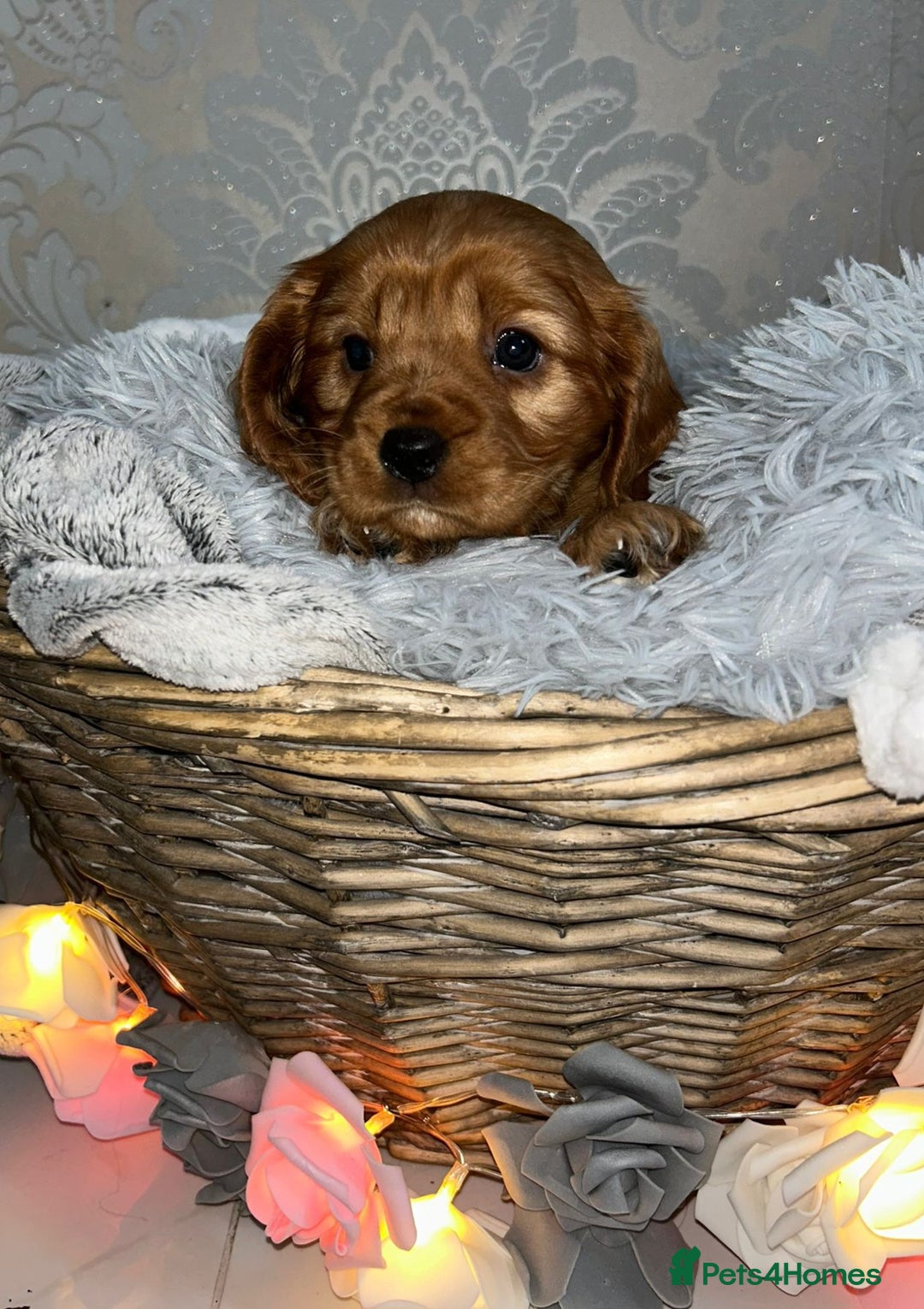 Mixed Breed dogs for sale: Beautiful F1B cockalier puppies  - Image 2