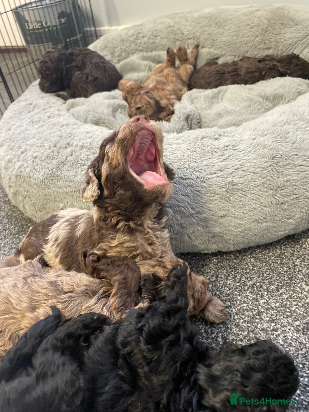 Cockapoo dogs for sale: Cockapoo puppies  - Image 5