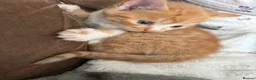British Longhair cats for sale: Beautiful ginger and tortoiseshell kittens - Advert 7