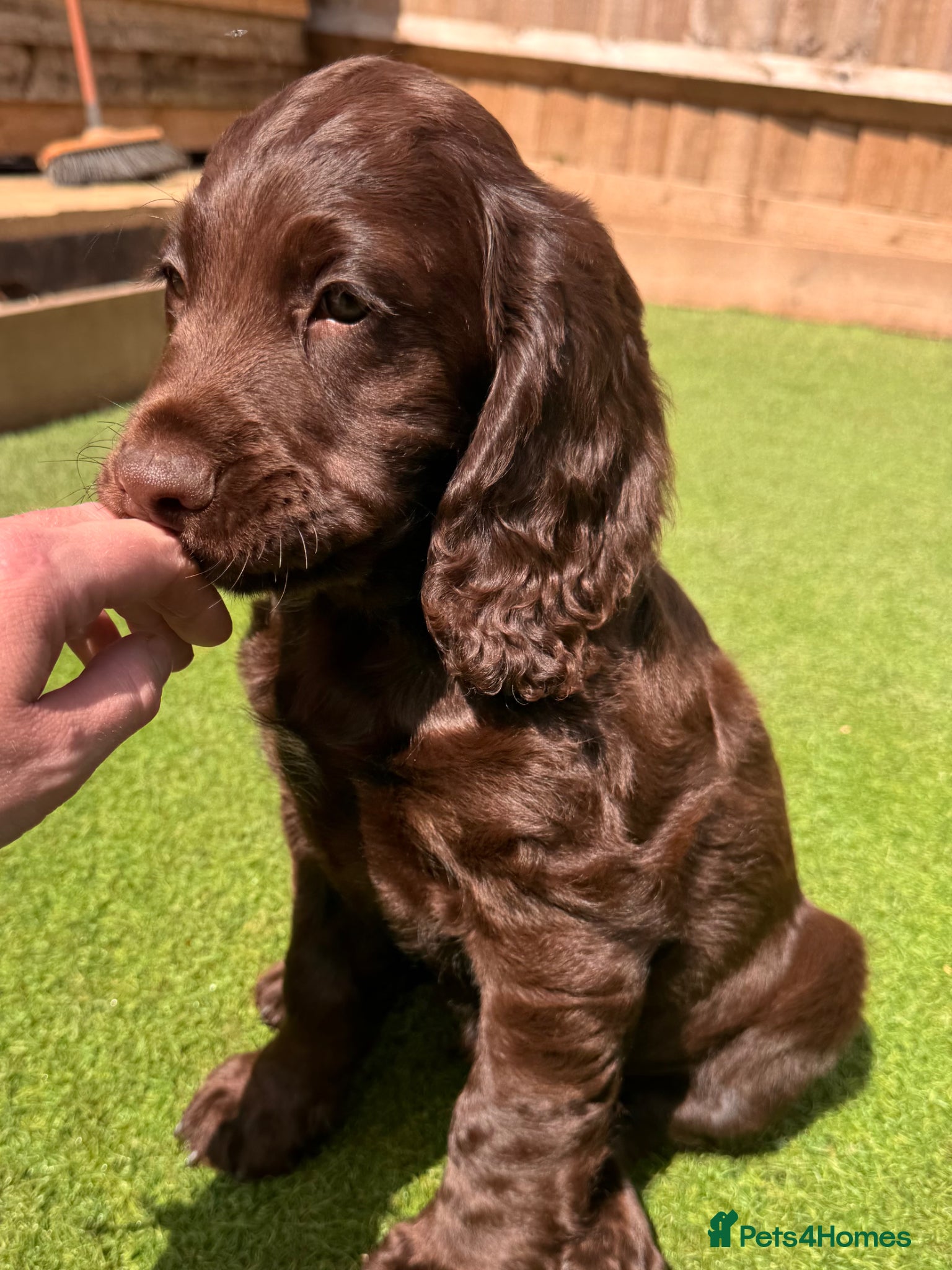 Cocker Spaniel dogs Working cocker spaniels for sale  - Advert 1