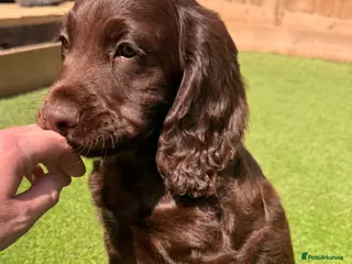 Cocker Spaniel dogs Working cocker spaniels for sale - Advert 1