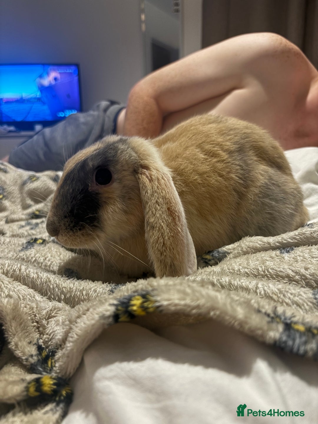 Mini Lop rabbits for sale: Bonded pair of rabbits - Advert 2