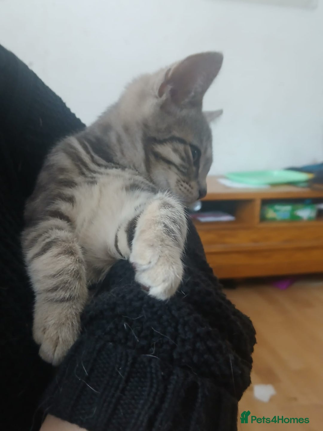 Domestic Shorthair cats for sale: 🐾 9 Beautiful Kittens - Image 32