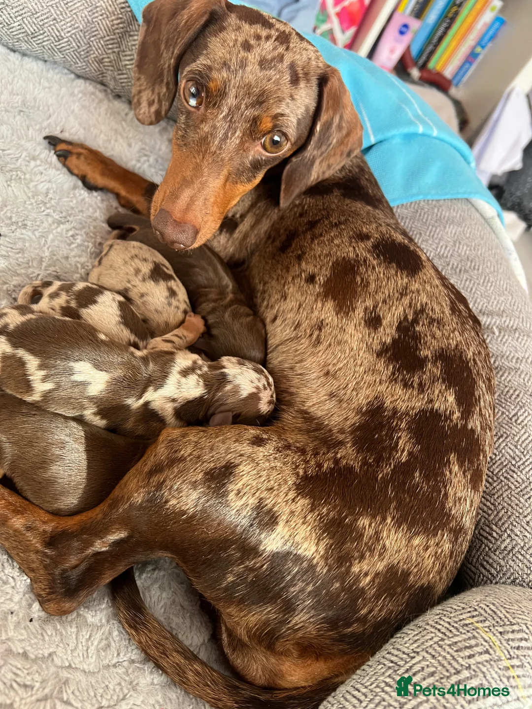 Miniature Dachshund dogs for sale: Dachshund puppys in Nottingham - Advert 1