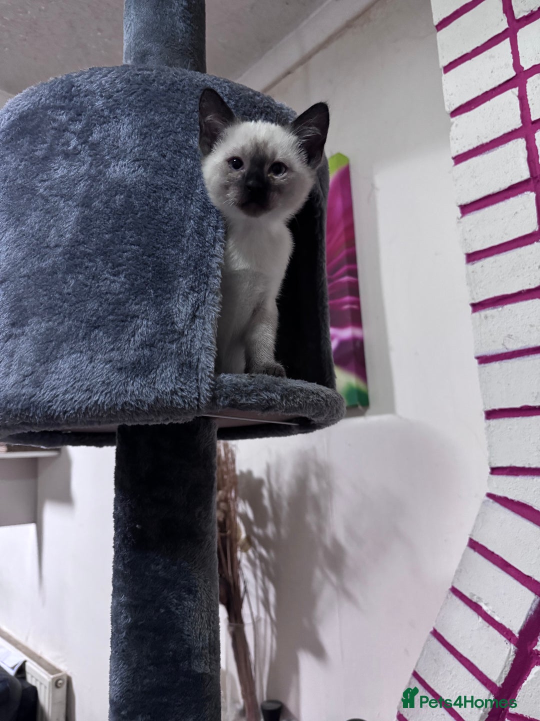 Siamese cats for sale: Siamese  - Advert 8