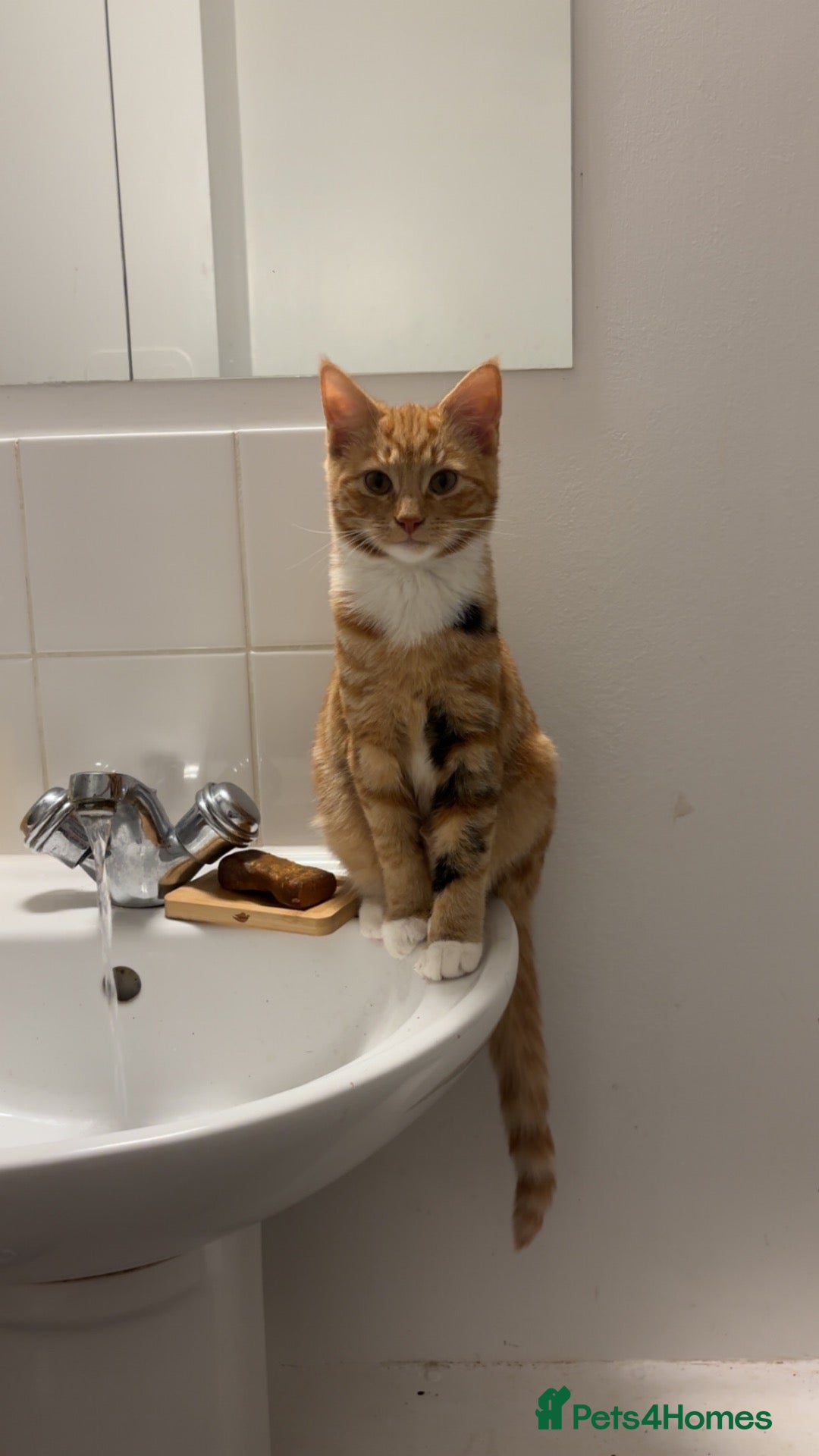 American Shorthair cats for sale: 6 GORGEOUS KITTENS + 1 IMPOSSIBLE KITTEN - Advert 6
