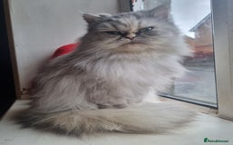 Persian cats for sale: Chinchilla Persian kittens  - Image 2
