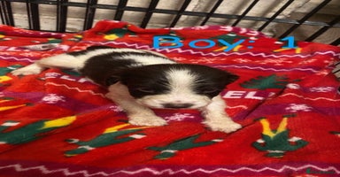 English Springer Spaniel dogs Beautiful litter of 11 springer spaniel puppies  - Advert 4