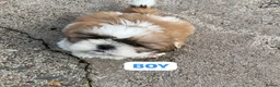 Shih Tzu dogs for sale: Shih tzu puppies - Advert 1