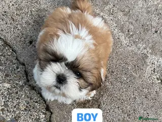 Shih Tzu dogs Shih tzu puppies - Advert 4