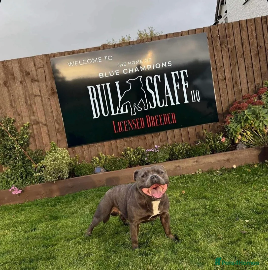Staffordshire Bull Terrier dogs for sale: Staffordshire bull terrier  dogs blue staffs  - Advert 3