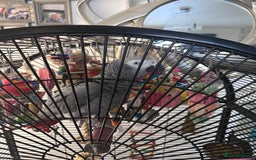 Parrots birds for sale: parott  - Image 1