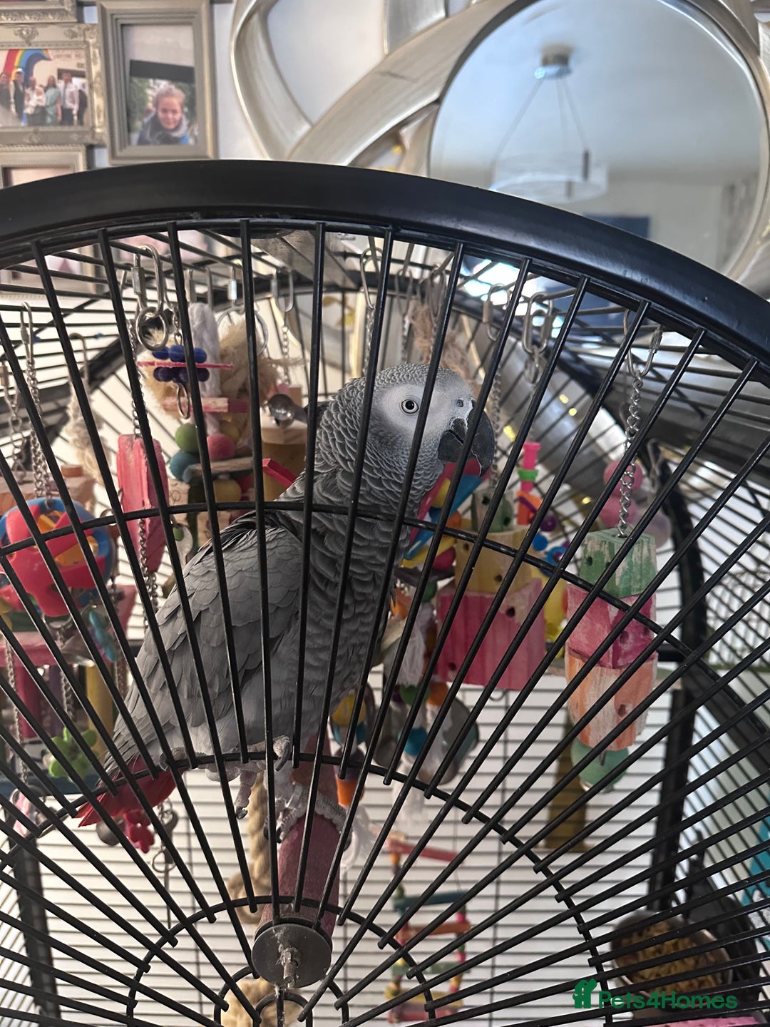 Parrots birds for sale: parott  - Image 1