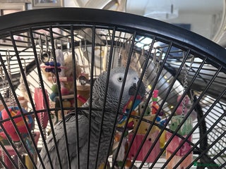 Parrots birds - Advert 12