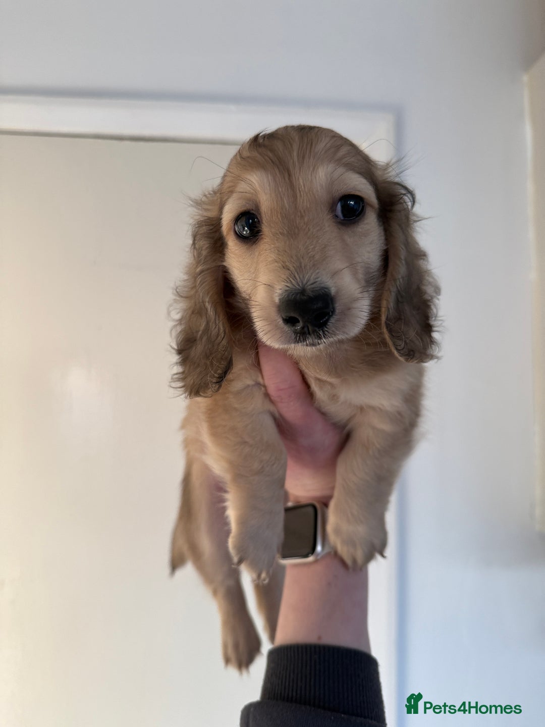 Miniature Dachshund dogs for sale: Shaded cream boy ready now - Advert 4