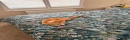Domestic Shorthair cats for sale: Kittens  - Advert 4