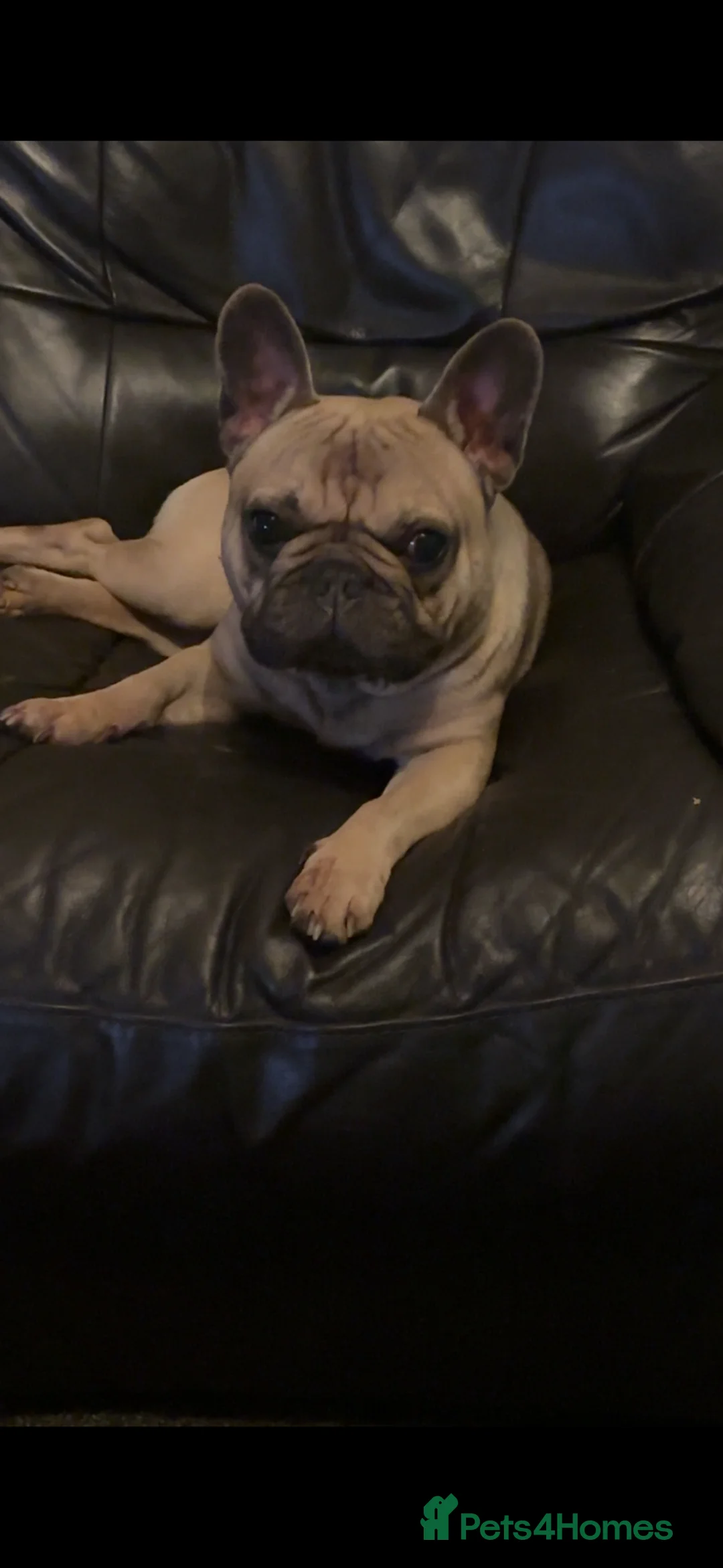 French Bulldog dogs for sale: French bulldog for re homing  - Advert 2
