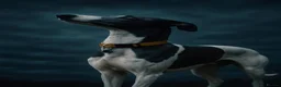 Whippet dogs for sale: Beautiful letter of pedigree whippets   - Advert 11