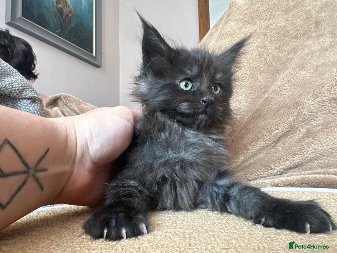 Maine Coon cats for sale: TICA Maine coon Kittens Smoke/Silver - Advert 20