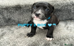 Staffordshire Bull Terrier dogs for sale: 4 staffy pups  - Image 7