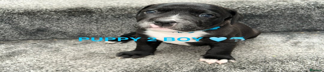 Staffordshire Bull Terrier Puppy 2