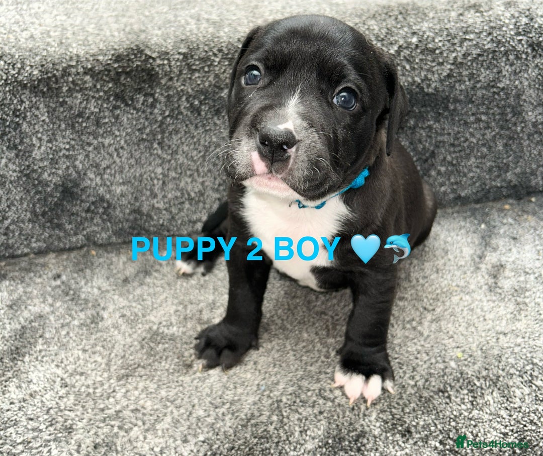 Staffordshire Bull Terrier dogs for sale: 4 staffy pups  - Image 7