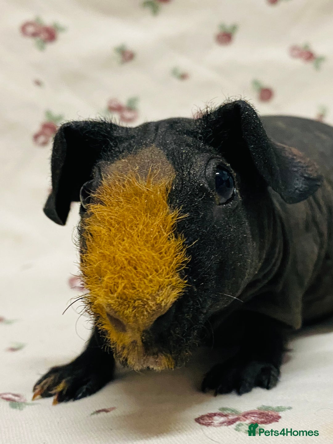 Guinea Pig rodents for sale: Skinny pig and fluffy baby boy pair - Advert 8