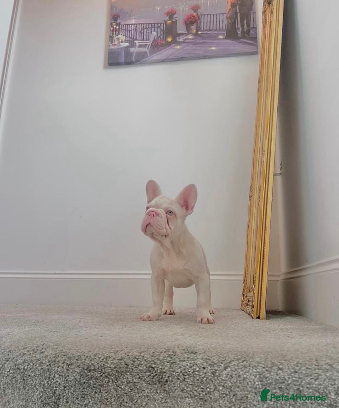 French Bulldog dogs for sale: KC reg 4 panel health test + DNA Male Frenchie Pup - Advert 22