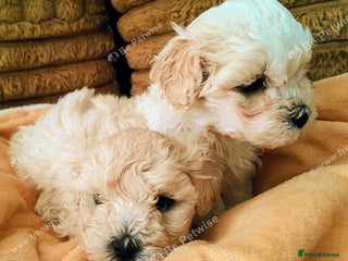 Maltipoo dogs F1 HEALTH TESTED QUALITY TOY MALTIPOO PUPPIES - Advert 1