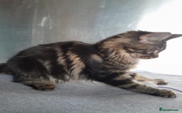 Maine Coon cats for sale: two girl with 5 pedigree maine coon - Image 5