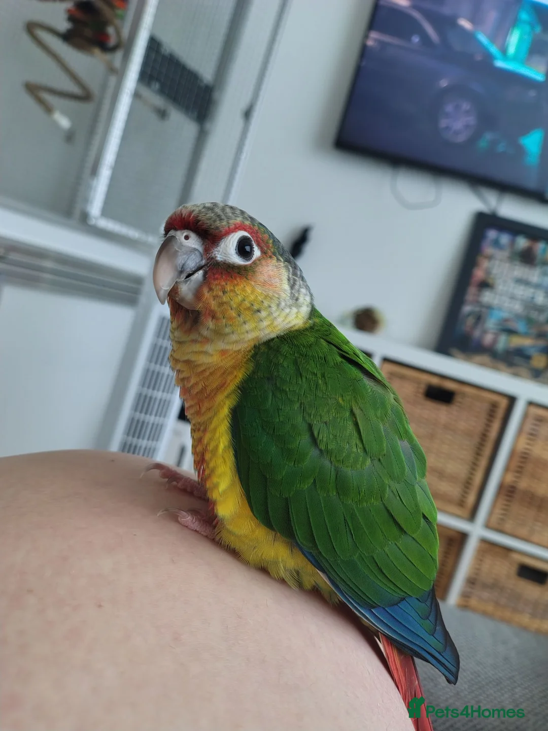 Conures birds for sale: 3 month old Yellow sided Green Cheek Conure  - Advert 2