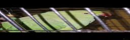 Ringnecks birds for sale: indian ringneck parrot  - Advert 3