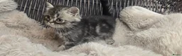 Persian cats for sale: Beautiful Persian babies available now  - Advert 21