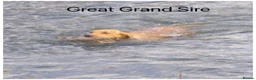 Labrador Retriever dogs for sale: READY NOW Beautiful KC reg girls - health tested - Advert 19