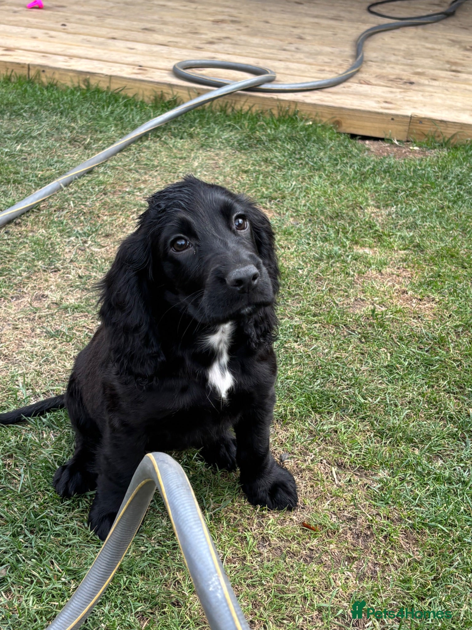Cocker Spaniel dogs stunning male cocker spaniel - Advert 13
