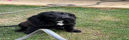 Cocker Spaniel dogs for sale: stunning male cocker spaniel - Advert 1