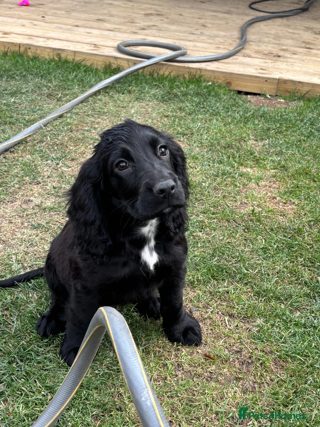Cocker Spaniel dogs for sale: stunning male cocker spaniel - Advert 1