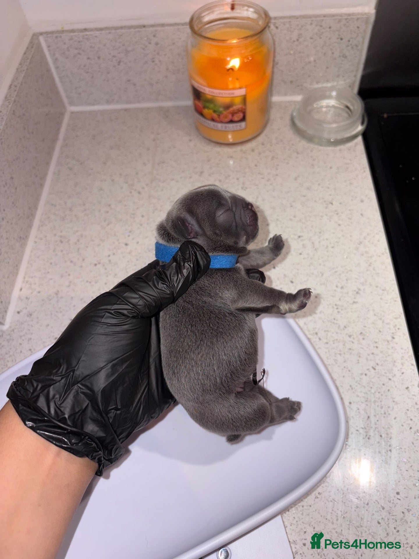 French Bulldog dogs 4 Adorable Frenchie puppies - 1 Week Old ❤️ - Advert 7
