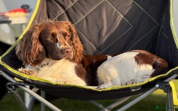English Springer Spaniel dogs for sale: Springer Spaniel Puppies for sale  - Image 14