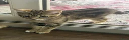 Mixed Breed cats for sale: Ariel & Coral 🧡💛 2 girls ready to leave  - Advert 13
