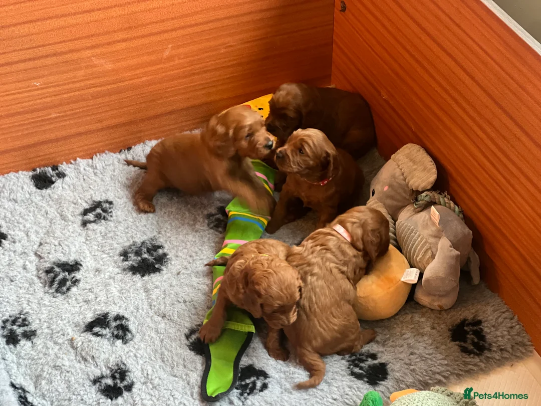 Irish Doodle dogs for sale: Beautiful Irish doodle puppies  - Advert 4