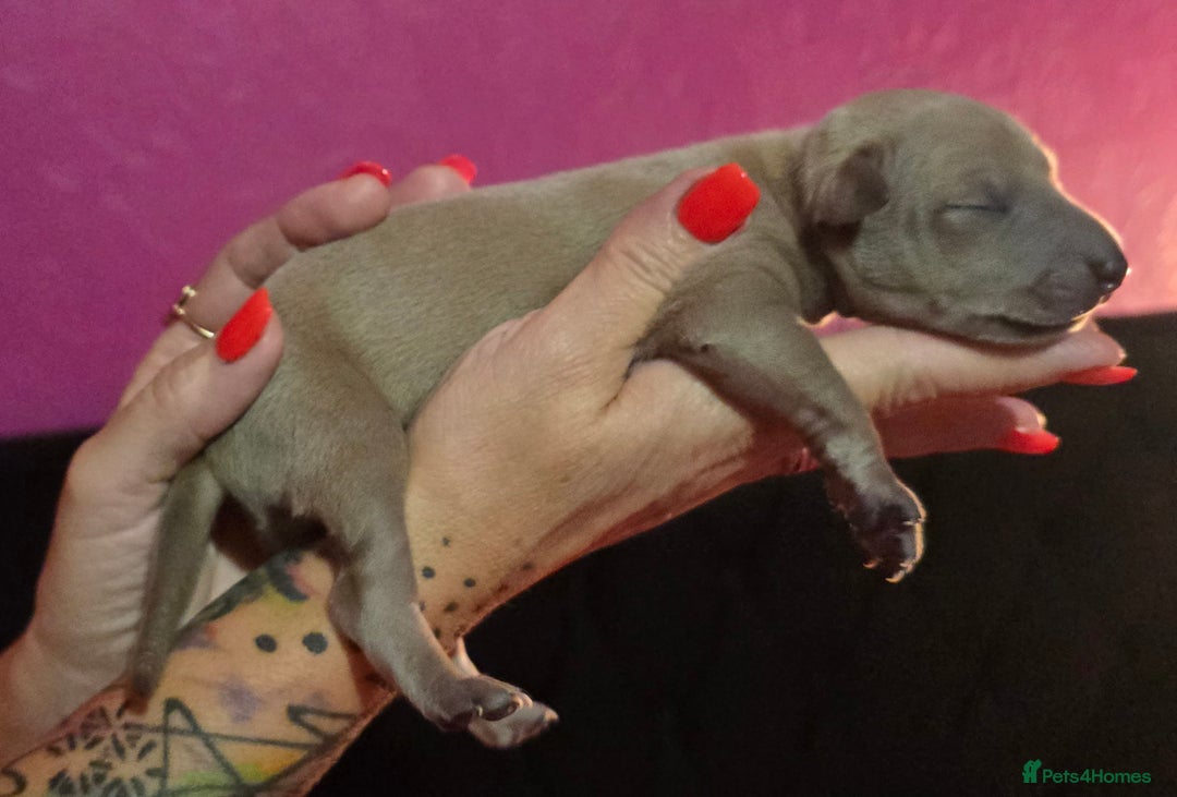 Italian Greyhound dogs for sale: KC regist. Beautiful Italian Greyhound  - Image 4