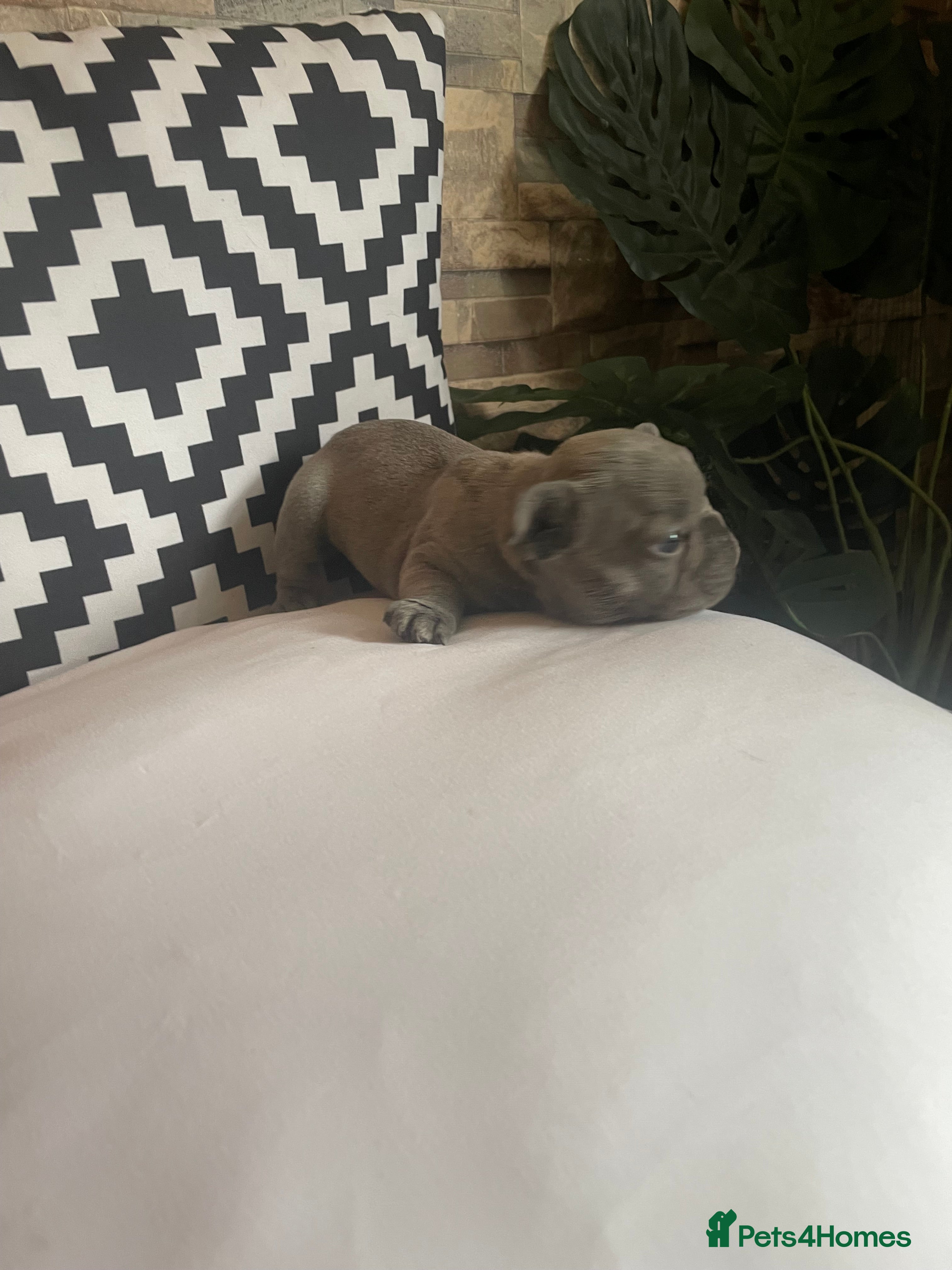 French Bulldog dogs for sale: 3 Stunning Baby Boy Frenchies - Advert 1