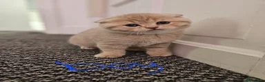 Scottish Fold 2