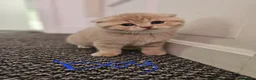 Scottish Fold cats for sale: 5 Beautiful Scottish Kittens Ready for Homes 🐾 - Advert 34