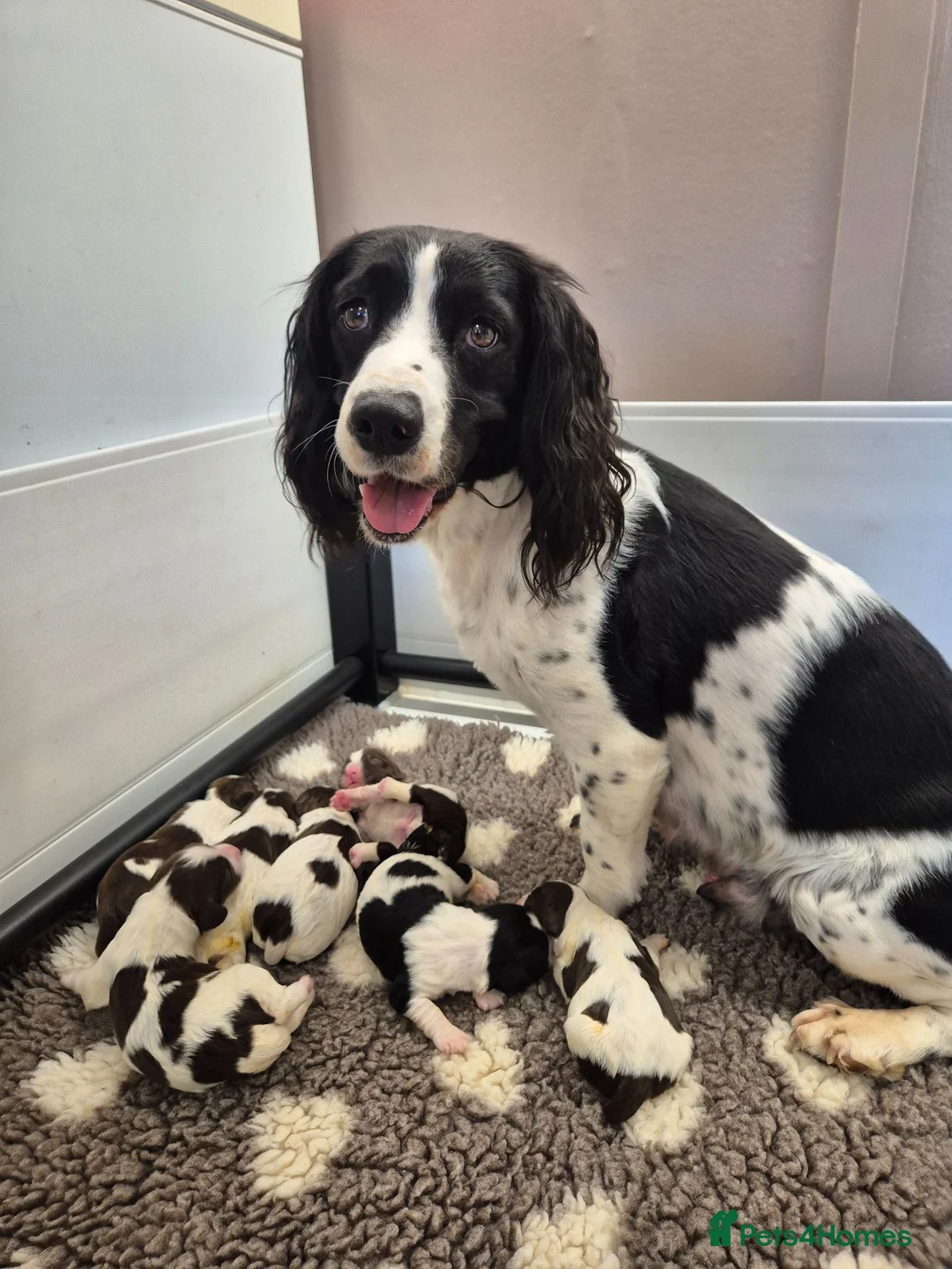 English Springer Spaniel dogs for sale: Beautiful English Springer spaniel pups - Advert 1