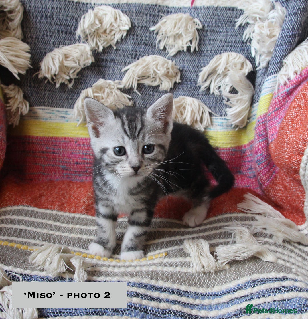 Mixed Breed cats for sale: Maine Coon Cross Kittens – Home Raised, Ready Jan - Advert 7