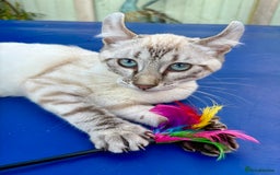 Keetso cats for sale: Wild looking polydactyl curled eared snow leopard  - Image 4
