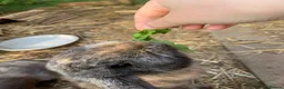 Dwarf Lop rabbits for sale: 3 dwarf lop rabbit sisters in Totnes - Advert 4